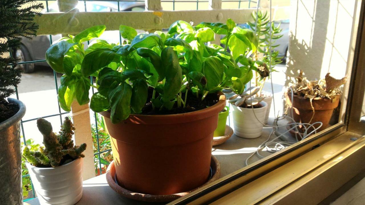 Apartamento Il Gufo Pensatore *